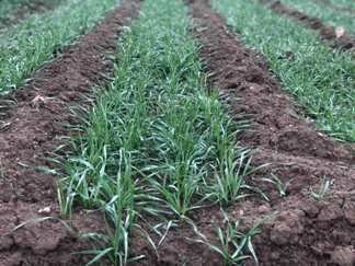 روش مناسب کاشت مکانیزه گندم در خاک‌های شور توسط عضو هیئت علمی موسسه تعیین گردید.