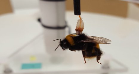 Pesticide exposure causes bumblebee flight to fall short