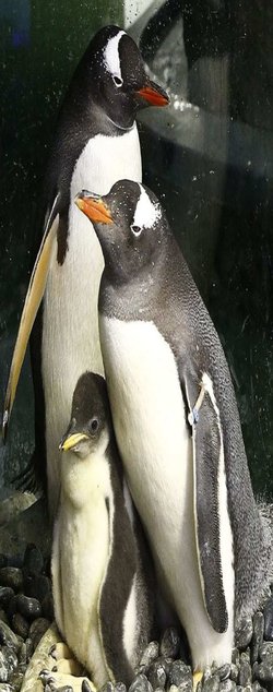 Scientists explore the evolution of animal homosexuality