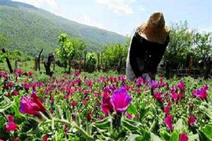 ۴۸ طرح توسعه کشت و فرآوری اولیه گیاهان دارویی حمایت شد