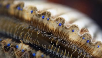 What Scallops' Many Eyes Can Teach Us About the Evolution of Vision