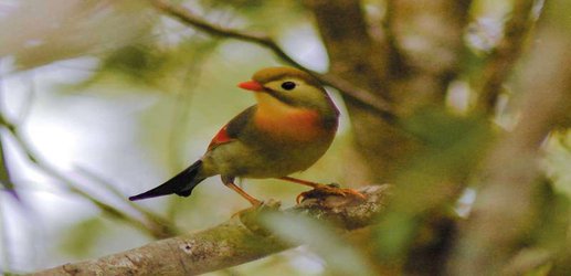 Birds introduced to Hawaii have evolved rapidly in just decades