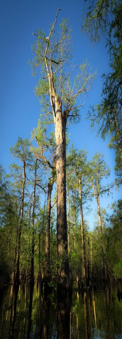 North Carolina Bald Cypresses Are Among the World's Oldest Trees