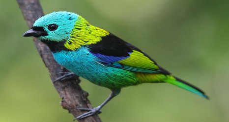 Birds outside their comfort zone are more vulnerable to deforestation