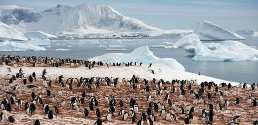 Penguin and seal dung nourishes organisms that are kilometres away