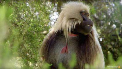 Are Gelada Cries the Closest Thing We Have to Human Speech?