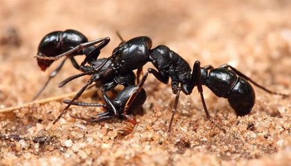 When It Comes to Waging War, Ants and Humans Have a Lot in Common