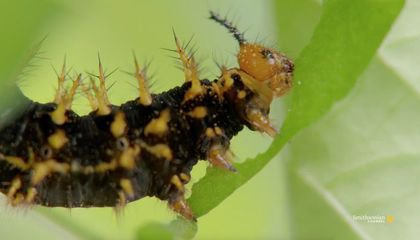 Why ‘The Very Hungry Caterpillar’ Trope Isn’t an Exaggeration