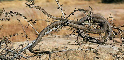 The quest for better snakebite treatments gets a funding boost