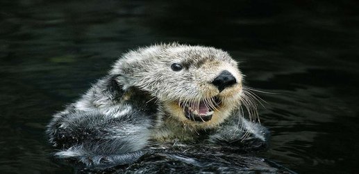 Sea otters are bouncing back - and into the jaws of great white sharks