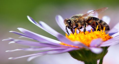 Protecting pollinators and funding future leaders: News from the College