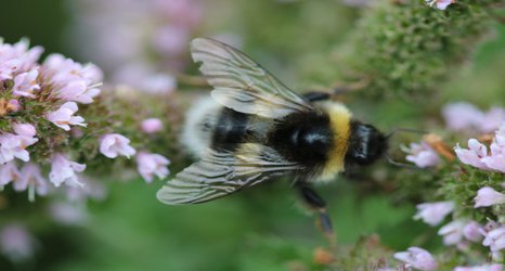 World Bee Day: the buzz around Imperial’s research