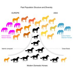 براساس پژوهشی بین المللی در ۱۹ کشور جهان: خاستگاه بسیاری از اسب‌های اروپا و آسیای مرکزی، شمال شرق ایران است