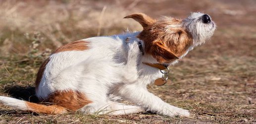 Lyme disease is spreading across the US but your dog can help track it