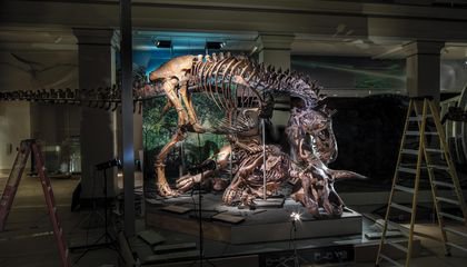 The 'Nation's T. Rex' Prepares to Make Its Smithsonian Debut