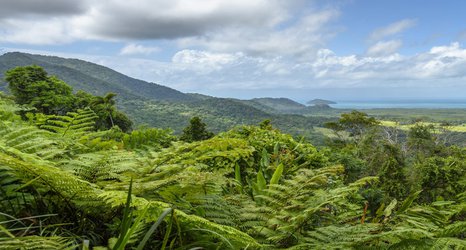 “Do you remember what Grandma used to tell us about the Daintree?”