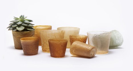 Imperial students find innovative new use for lobster shell waste