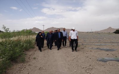 در اصفهان صورت گرفت؛ بازدید معاون وزیر جهاد کشاورزی از طرح تولید بذر دانشگاه آزاد - ۱۳۹۸/۰۳/۱۱