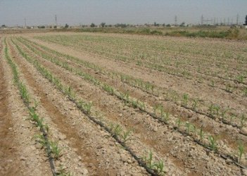 پروژه پژوهشی-کاربردی با عنوان "ارزیابی سیستم آبیاری قطره‌ای تحت شرایط کشت ذرت تابستانه در خاک های مستعد شوری استان خوزستان" انجام شد.