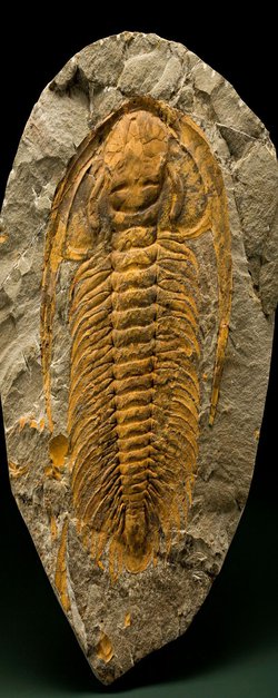 How Do Paleontologists Find Fossils?