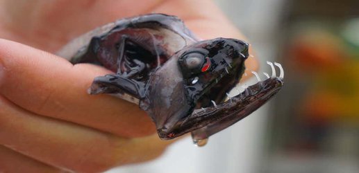 Dragonfish have 'invisible' teeth to help them sneak up on their prey