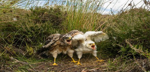 Plan to remove hen harrier eggs and raise them in captivity criticised