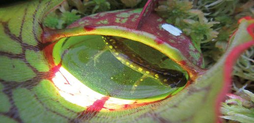 Carnivorous pitcher plants are regularly eating vertebrate animals