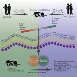 How the Gut Microbiome Could Provide a New Tool to Treat Autism