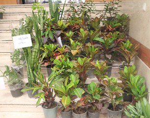 برپایی نمایشگاه گل وگیاهان زینتی در دانشگاه شهرکرد