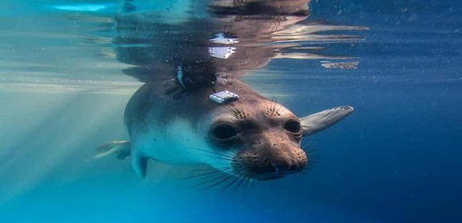 Seals consciously reduce blood flow to their blubber before diving