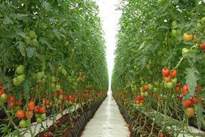 گلخانه‌ فناور محیط کشت محصولات غذایی سالم می‌شود