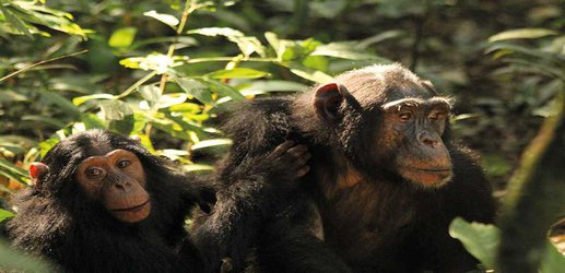 Death of mother prompts adolescent chimps to look after their siblings