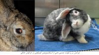 تایید وجود عامل بیماری مشترک بین خرگوش‌های خانگی و انسان در ایران