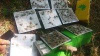 تولید فرومون‌های جنسی حشرات در کشور برای مبارزه با آفات باغی و گیاهی