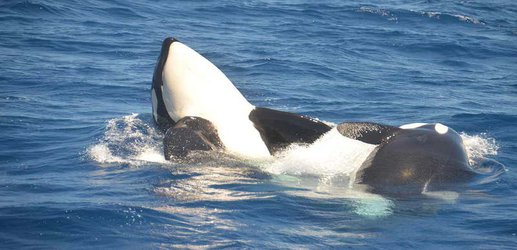 Hundreds of orcas hold an annual meeting and now we may know why