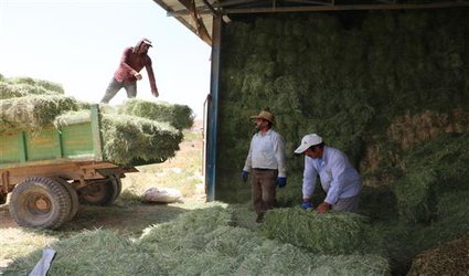 برداشت بیش از ۷ تن یونجه از ۴ و نیم هکتار اراضی مزرعه آموزشی، تحقیقاتی دانشگاه