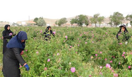 برداشت ۲ تن گل محمدی از یک هکتار اراضی مزرعه آموزشی و تحقیقاتی دانشگاه آزاد اسلامی شهرکرد