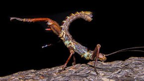 Thorny devils grow giant legs to pin rivals