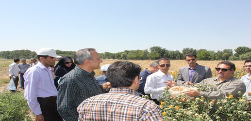 دستگاه مکانیزه برداشت گلبرگ گلرنگ مورد ارزیابی قرار گرفت