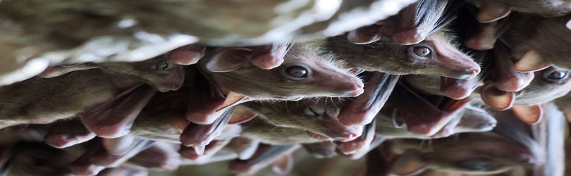 Podcast: Creating chimeras for organ transplants and how bats switch between their eyes and ears on the wing