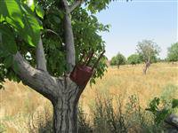 انجام سرشاخه کاری باغ گردوی مرکز تحقیقات و آموزش کشاورزی و منابع طبیعی ااستان قزوین