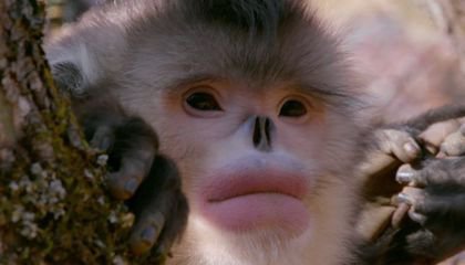 How Snub-Nosed Monkeys Adapted to Extreme Cold