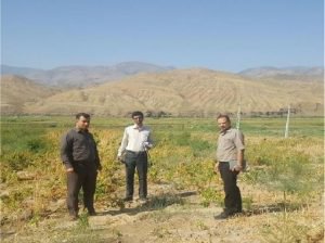 بازدید از مزرعه آزمایشی کینوا در شهرستان طارم- استان زنجان