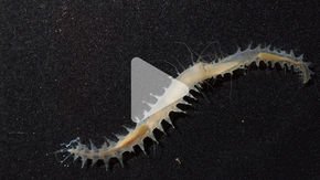 Watch a tiny worm make one of the loudest sounds in the ocean