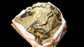 Are dinosaur fossils ‘minerals’? The Montana Supreme Court will decide high stakes case