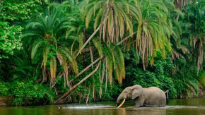 Hungry elephants fight climate change one mouthful at a time