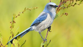 Boosting genetic diversity may save vanishing animal populations. But it may also backfire