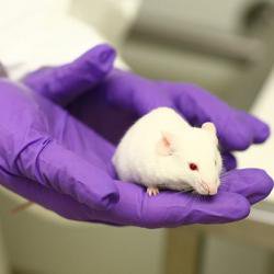 Top UK organisations release annual statistics for use of animals in research