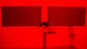 Parents’ emotional trauma may change their children’s biology. Studies in mice show how