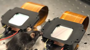 Laser holograms stimulate brain cells in mice to probe roots of perception and hallucination